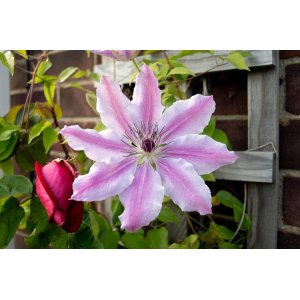 Plamienok (Clematis) ´NELLY MOSER´ - výška 40-60 cm, kont. P17 